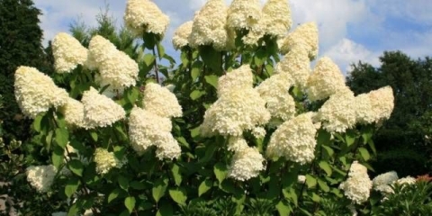 Hydrangea paniculata grandiflora: u pejzažnom dizajnu, sadnji i njezi